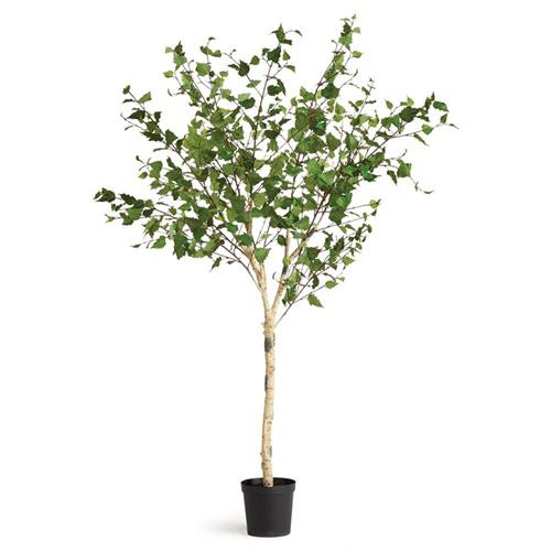 Camile French Country Black Potted Green Birch Tree | Kathy Kuo Home