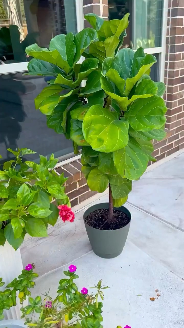 Lower leaves looking tired usually means your fiddle leaf needs a nutrient boost.

I added a few Rescue Drops and watered it in. It helps strengthen roots and support healthy new growth.


fiddle leaf fig rescue drops | how to strengthen fiddle leaf fig | dull fiddle leaf fig fix | best nutrients fiddle leaf fig | fiddle leaf fig fertilizer

#fiddleleaffig #plantcare #indoorplants #planttips #plantlover

#LTKSeasonal #LTKOver40 #LTKHome