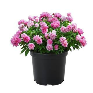 2 Gal. Alexander Fleming Peony Live Flowering Full Sun Perennial Plant with Bright Pink Double Flowers | The Home Depot