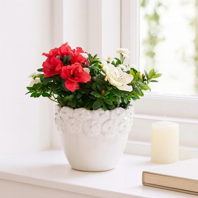 Embossed Floral Ceramic Planter for Outdoor & Indoor Planter Styling - Elegant Flower Pot for Home Decor in Living Room or Patio - 6", Ivory & Tan | Target