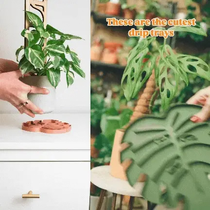 Wholesale Partner: Treleaf - Tera Sausr - Leaf-shaped Pot Saucer - Dri | Sol Soils