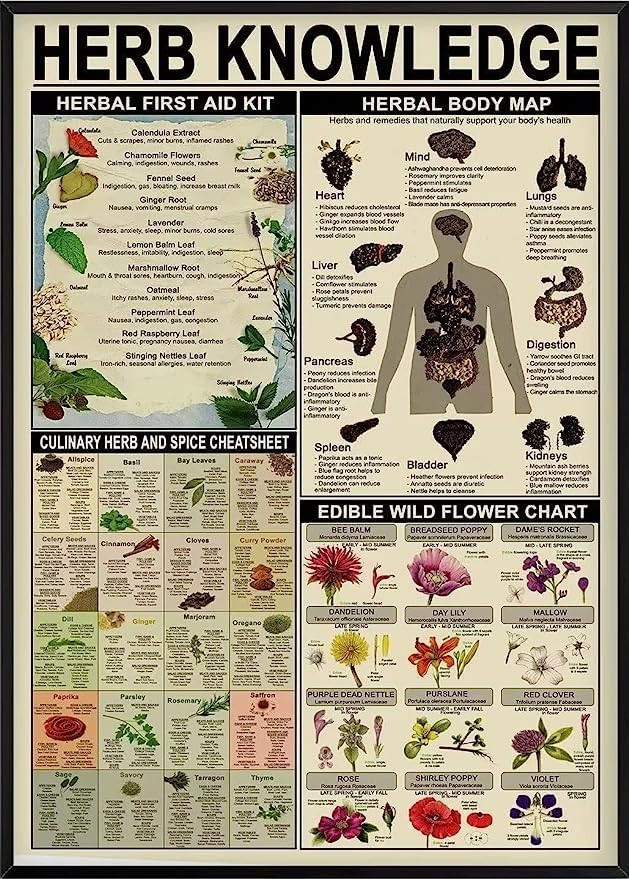 Funny Herb Knowledge Metal Tin Sign Herbal First Aid Kit And Body Map And Edible Wild Flower Char... | Amazon (US)