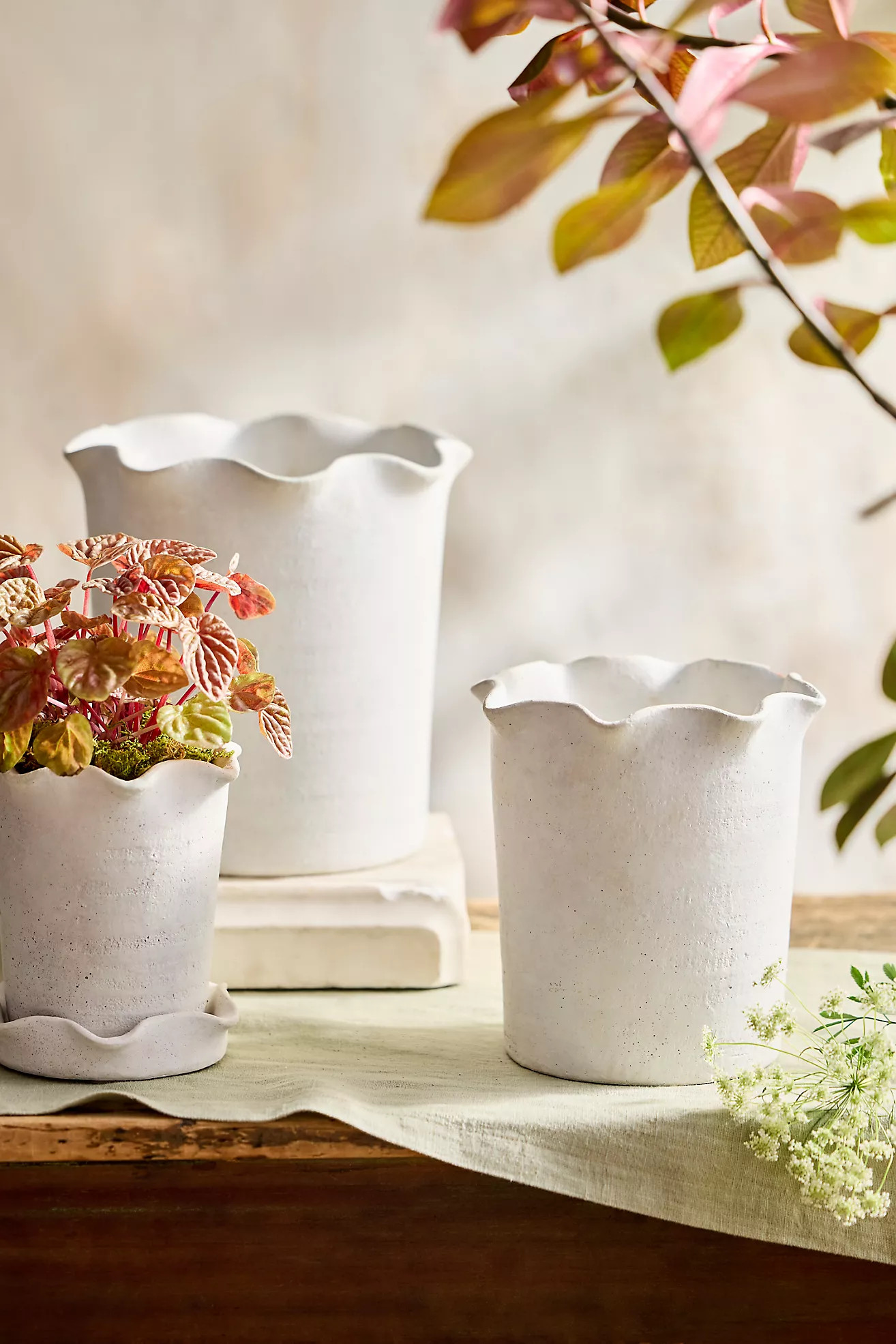 Terracotta Pie Crust Rim Planter, Straight Side | Anthropologie (US)