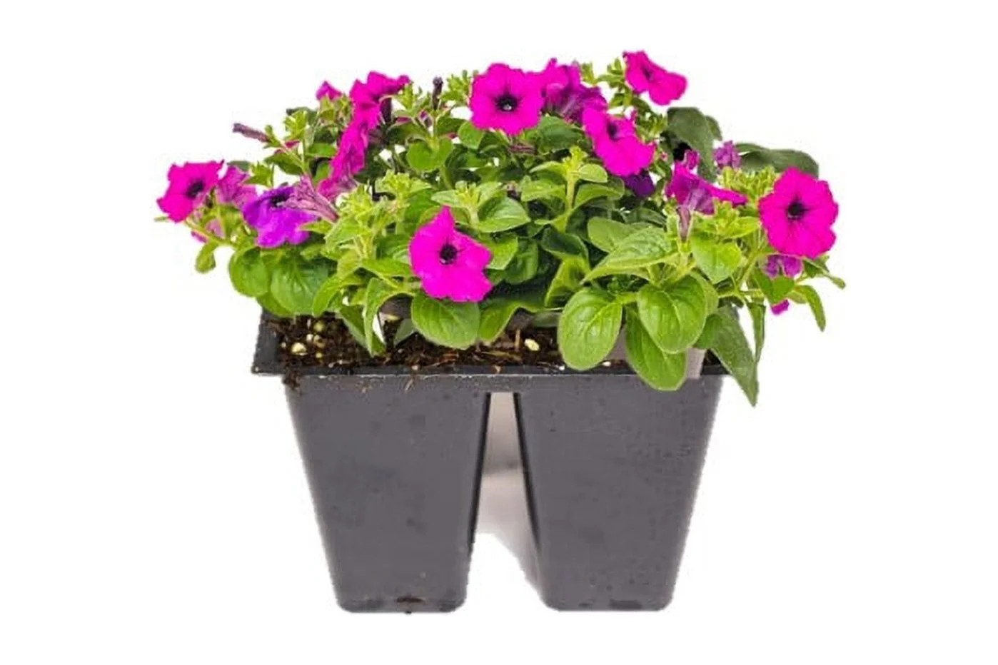 Expert Gardener 4 Pack Petunia Mix Various Colors Full Sun Annual | Walmart (US)