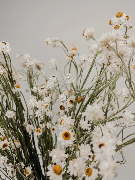 Dried Ammobium | Etsy (US)