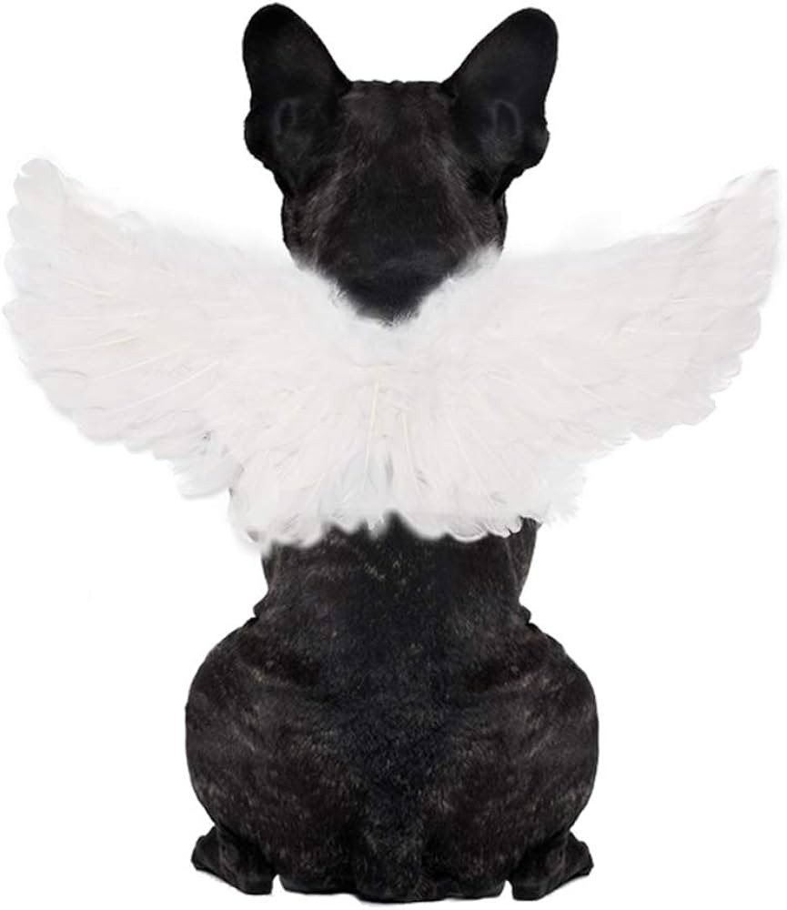 WeeH Pet Halloween Costume Cosplay Angel Devil Black White Wing for Dog Cat Rabbit Piggy - Funny ... | Amazon (US)