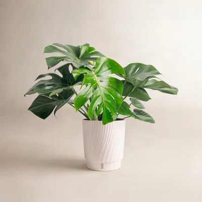 Costa Farms Monstera Deliciosa Plant | Joss & Main