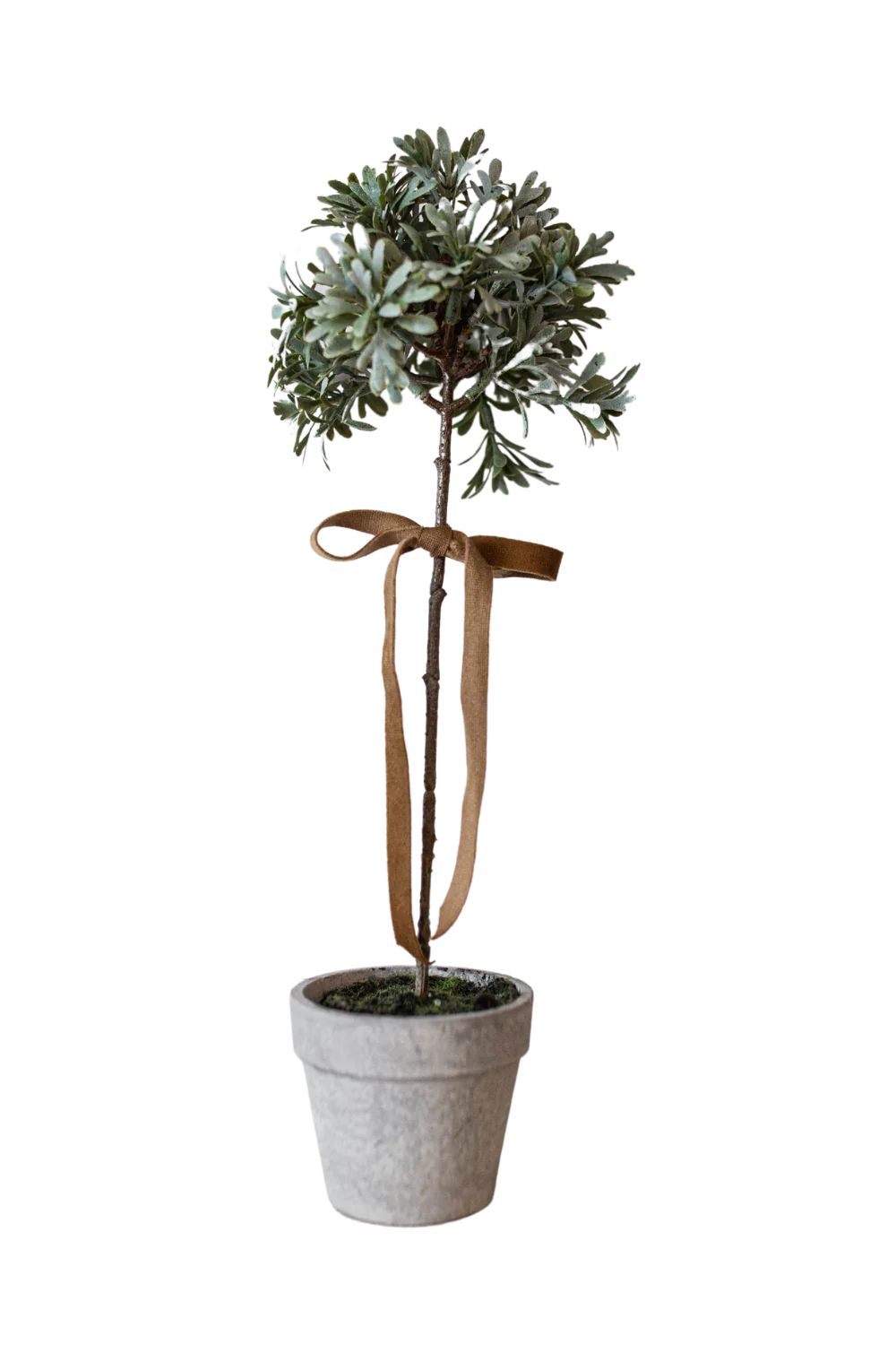 Senecio Topiary Potted | Luxe B Co