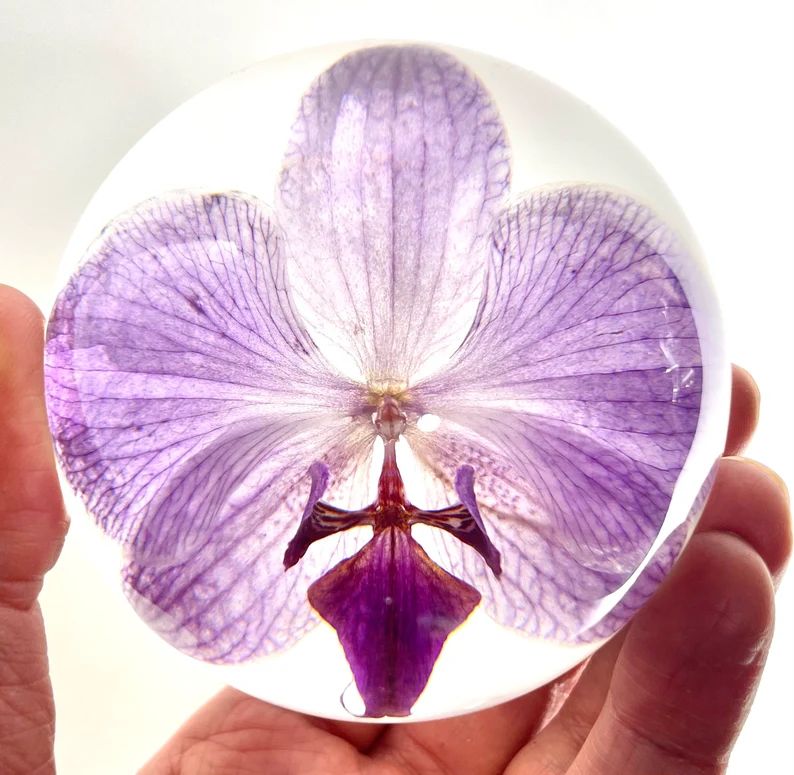 Orchid Paperweight  Made From a Real Orchid Orchid Card and - Etsy | Etsy (US)