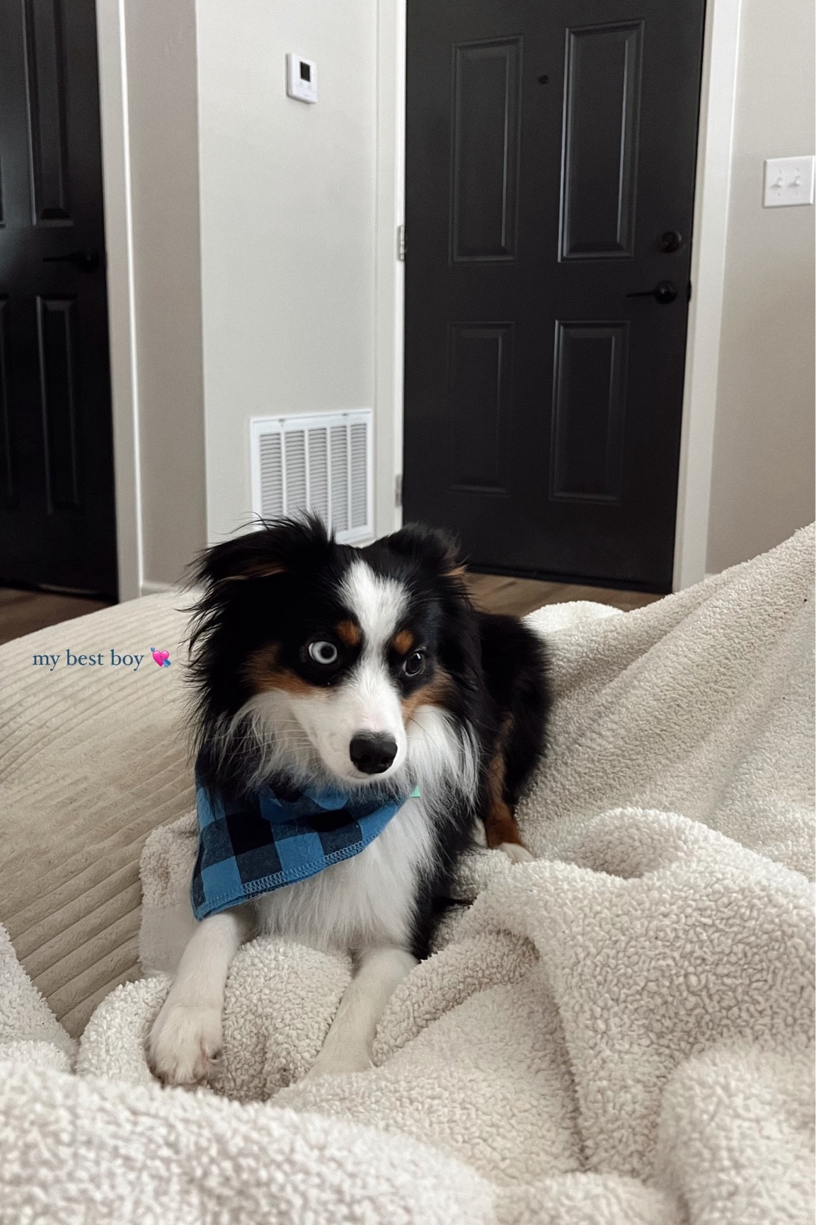 the cutest puppy bandana 💘

#LTKSeasonal