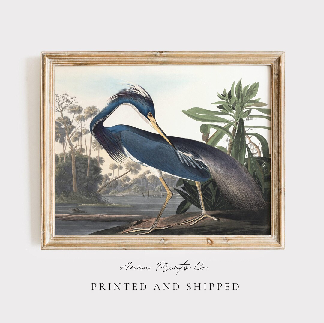 MAILED Giclée Print | Louisiana Heron From Audubon's Birds of America | Vintage Naturalist Illus... | Etsy (US)