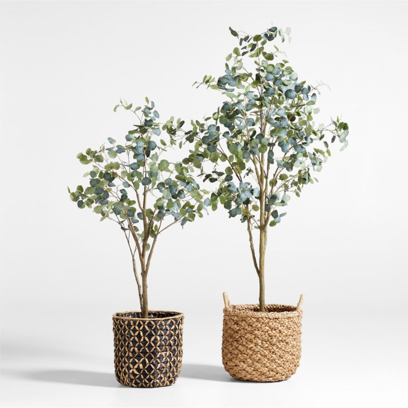 Faux Silver Dollar Eucalyptus Trees | Crate & Barrel | Crate & Barrel