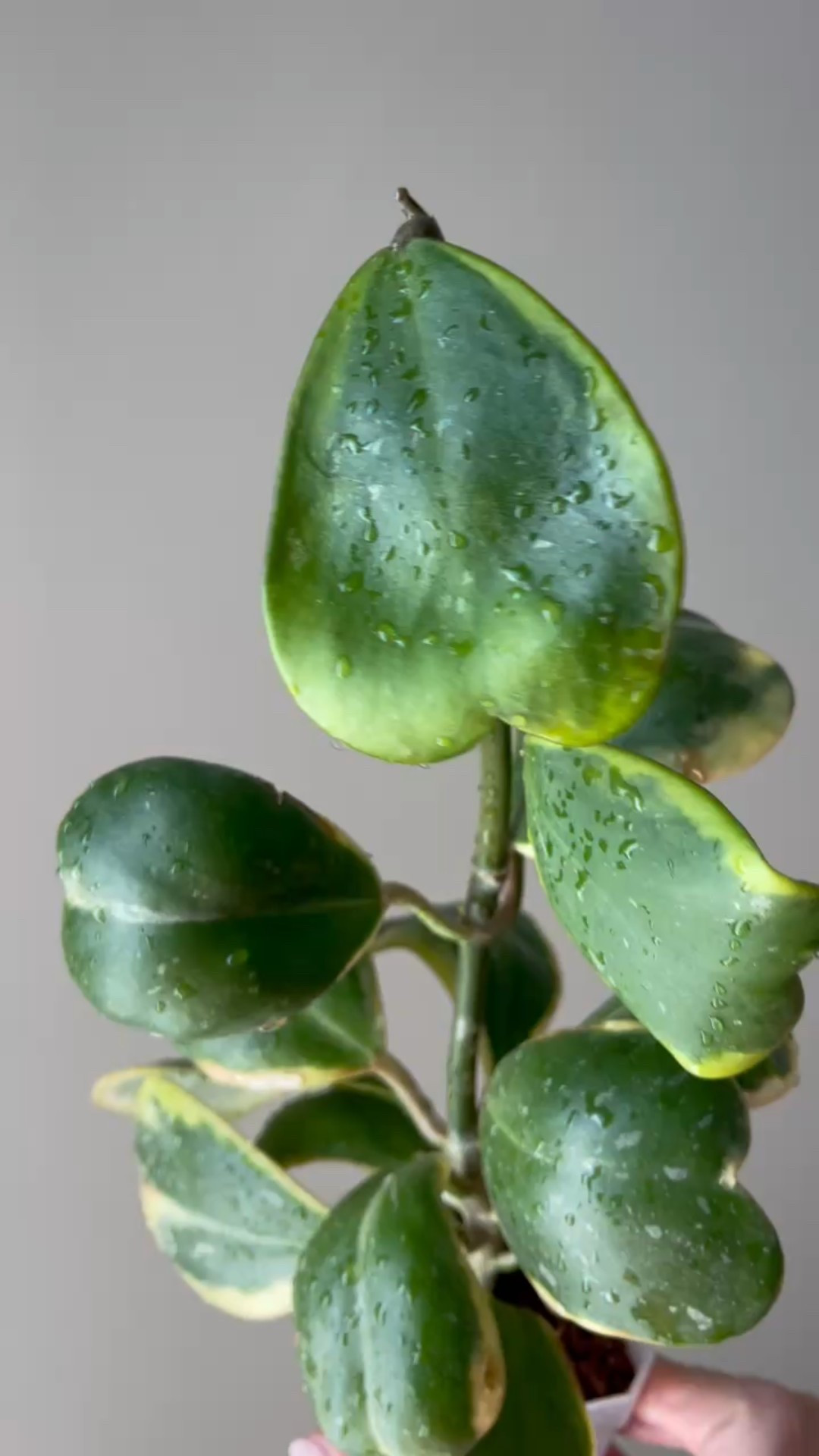 Hoya Kerrii Albomarginata had a rough patch, but it looks to be growing again!

Liz’s personal care experience only…every environment is different:
🪴Name: #hoyakerii outer variegated 
🪴Light: indirect sunlight outside 
🪴Water: when dry
🪴Avg Temp last 30 days: 84F
🪴Relative Humidity last 30 days: 75%
🪴Fussy: not for me
🪴Rate of growth: medium 
🪴Rareness: not commonly found in stores, but in a lot of private collections.
🪴Pot size: 3” clear pot
🪴Potting Mix: chunky soil
🪴Fertilizer: I apply a nutrient-rich fertilizer tailored for Hoyas approximately every other watering when the plant isn’t dormant. It’s packed with essential macro and micronutrients, it’s the best I’ve found for hoyas!
🪴Rooting Method: in my custom coco coir mix in a clear plastic prop box on top of a heat mat, under a strong grow light.
🪴Time In My Care: 2 years 
🪴Would Liz recommend this one: yes

#ilovehoyas #hoyacollector #hoyahead #hoyaappreciation #hoyacollection #plantsmakemehappy #ihavethisthingwithplants #hoya #easilydistractedbyplants

#LTKHome #LTKFindsUnder100 #LTKFindsUnder50