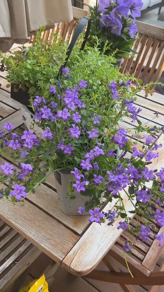 Better homes and gardens has the best pots! Really beautiful and affordable at Walmart! 

#LTKfindsunder100 #LTKhome #LTKfindsunder50