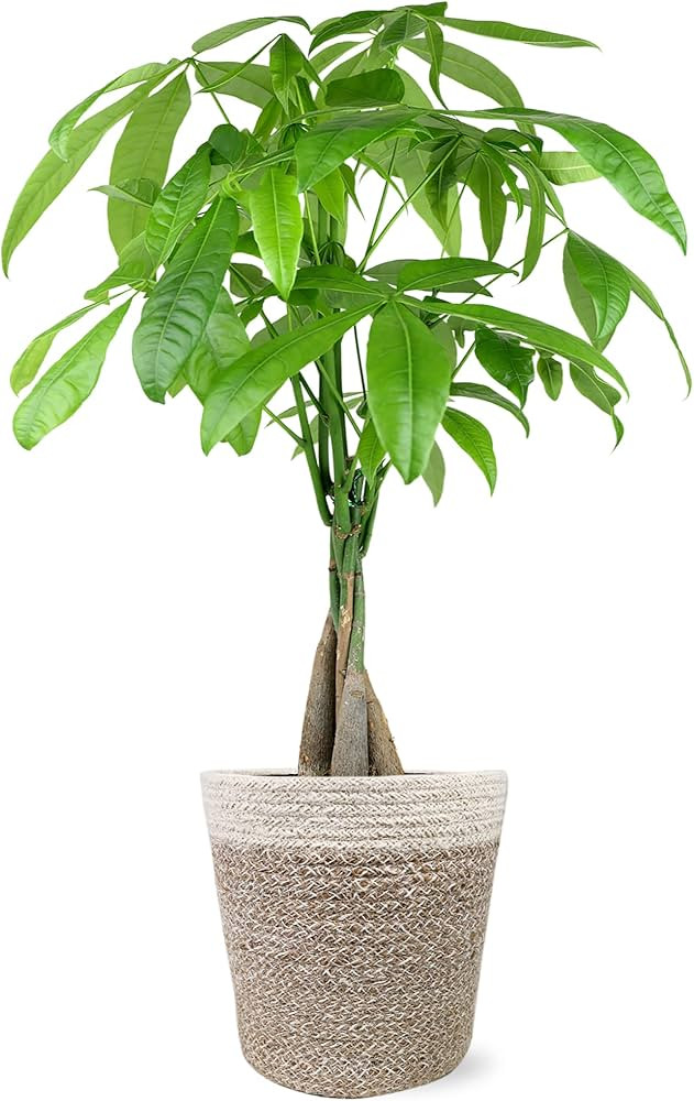 Just Add Ice JA5030 Money Tree in Boho Ivo Jute Pottery, Live Indoor Plant, Fully-Rooted, Healthy... | Amazon (US)