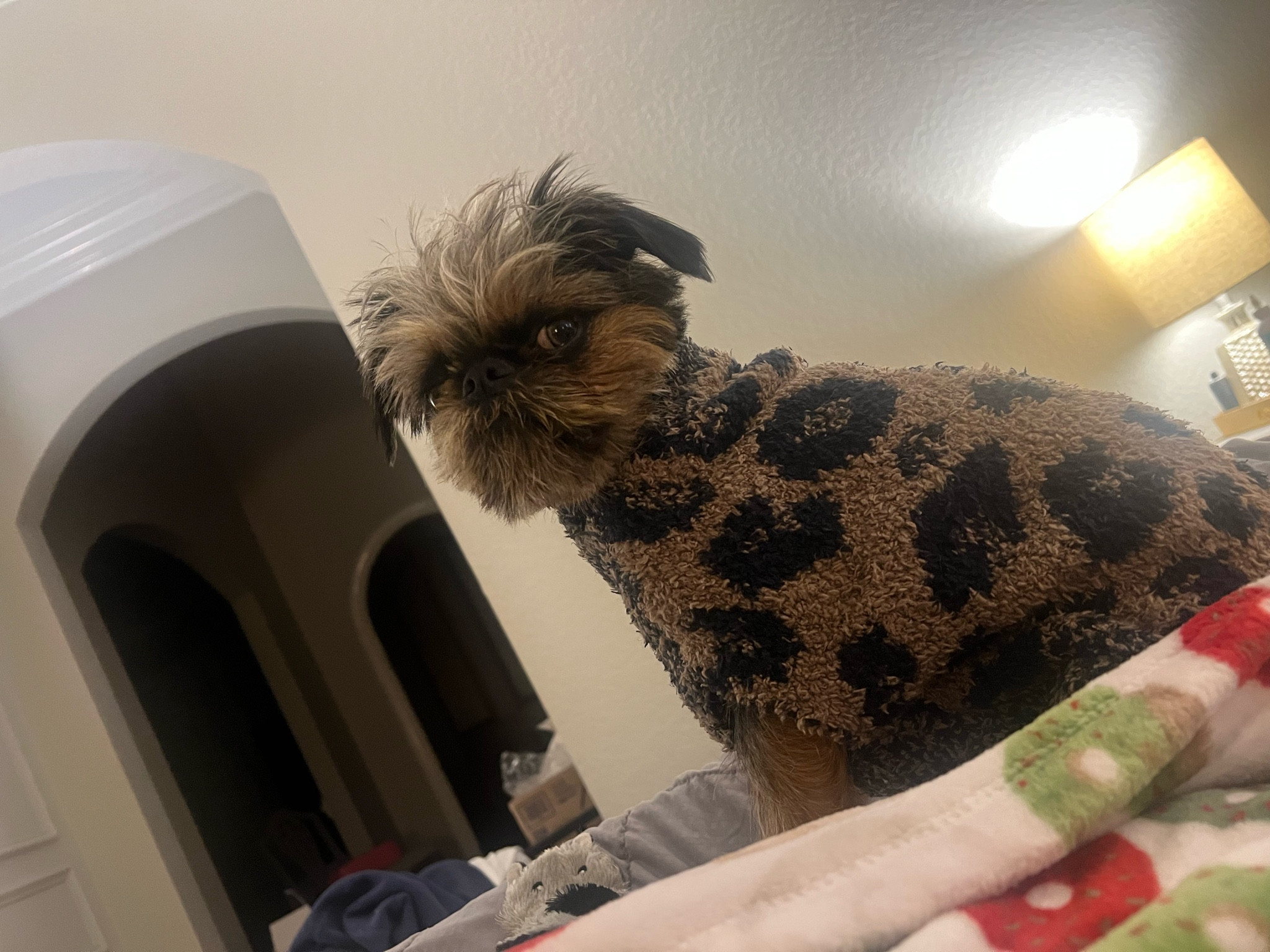 Cutest sweater for pups! So soft and warm AND there is a matching human’s 

#LTKfamily #LTKstyletip #LTKSeasonal