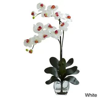 The Curated Nomad Zaius Double Phal Orchid Vase Arrangement (Double Phal Orchid w/Vase Arrangement - | Bed Bath & Beyond