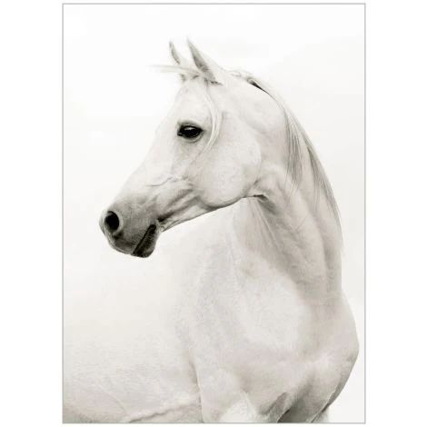 Portrait of a Stallion | France and Son