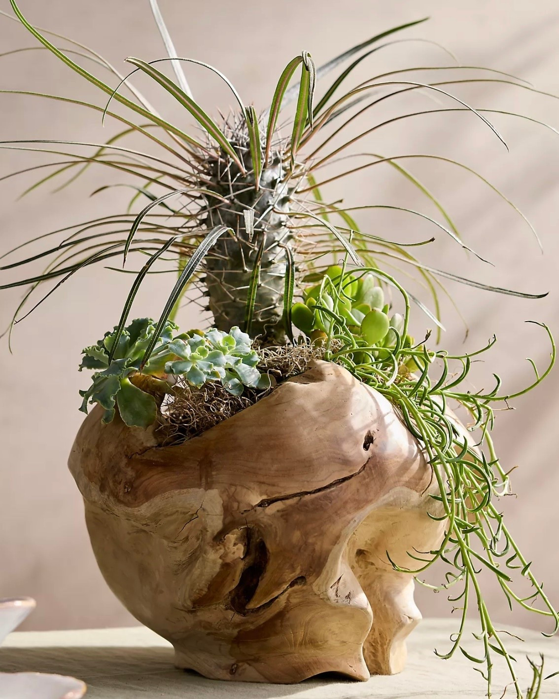 teak planter, houseplants, decorative pots 

#LTKHome