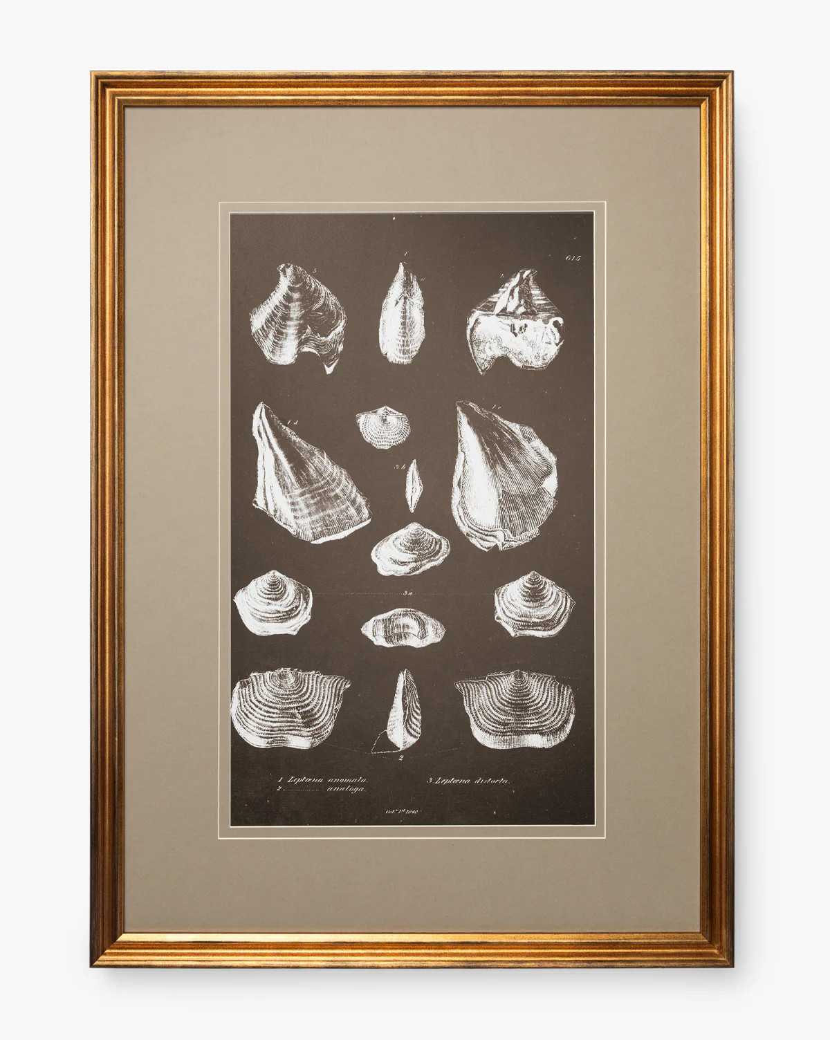 Conchology Study | McGee & Co. (US)