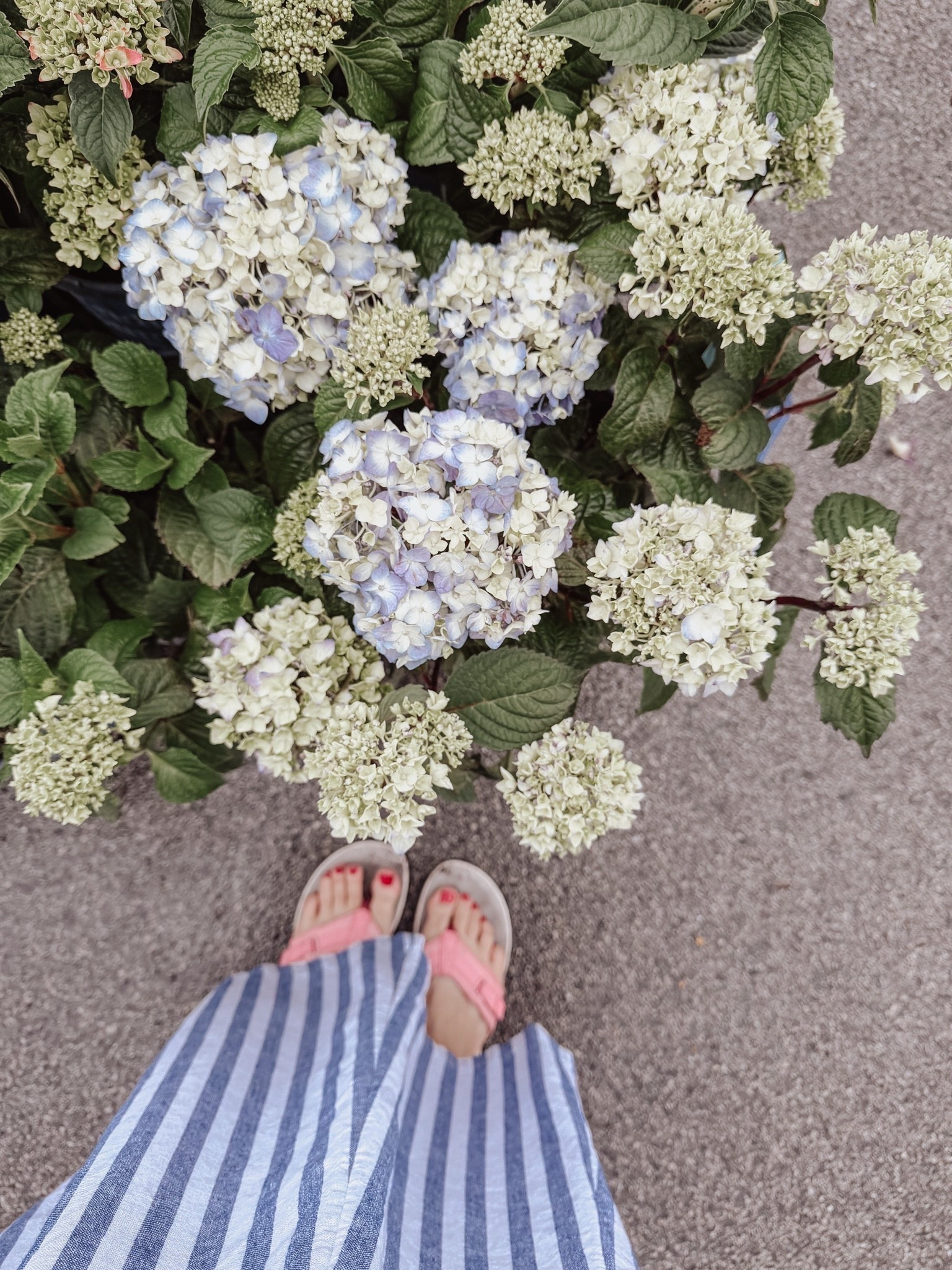 The fresh smell of a new summer ❤️

#LTKdayinmylife #LTKSeasonal #LTKootd