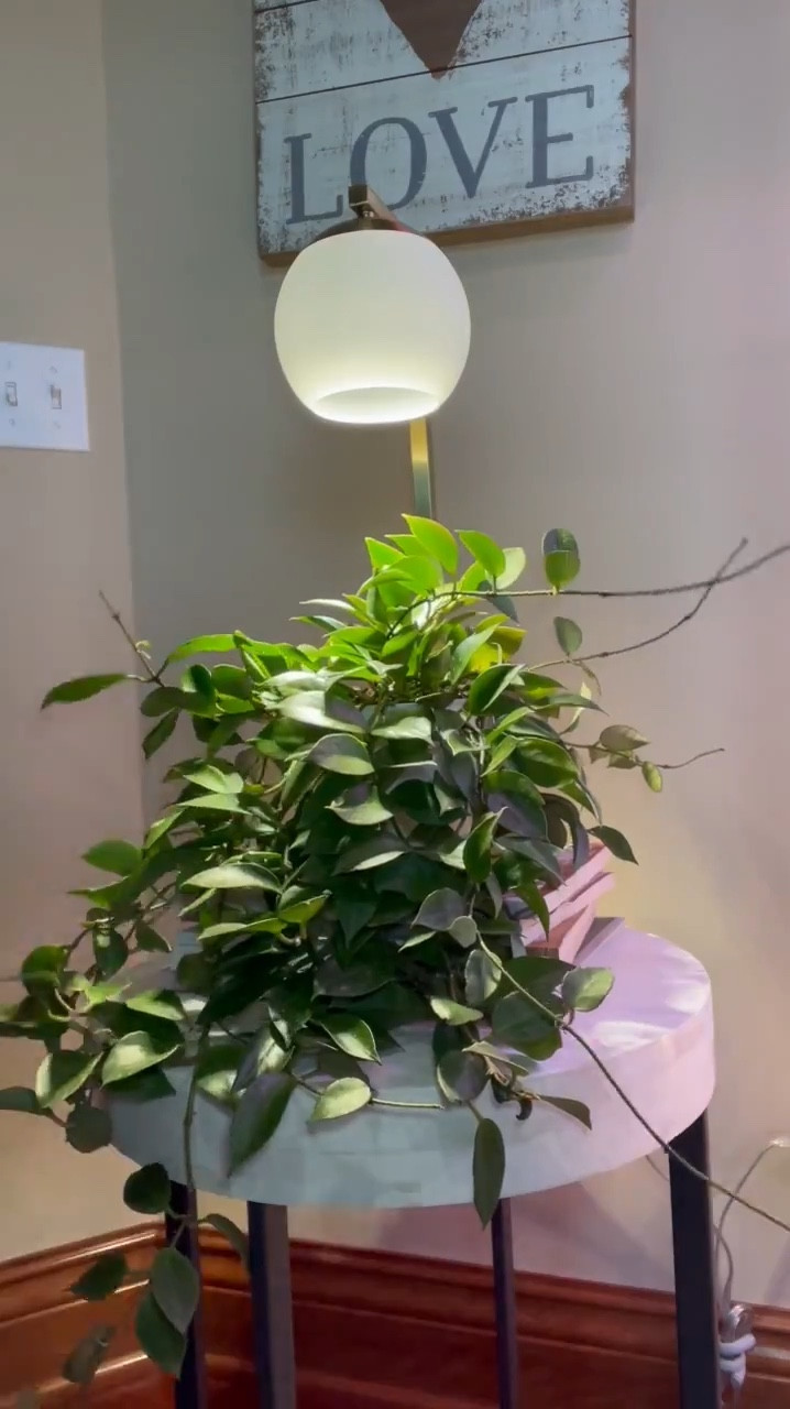 Turning another regular lamp into a spot where a plant can thrive. I can not link this exact lamp, but I have a few others that are very similar linked  

#LTKHome #LTKFindsUnder50