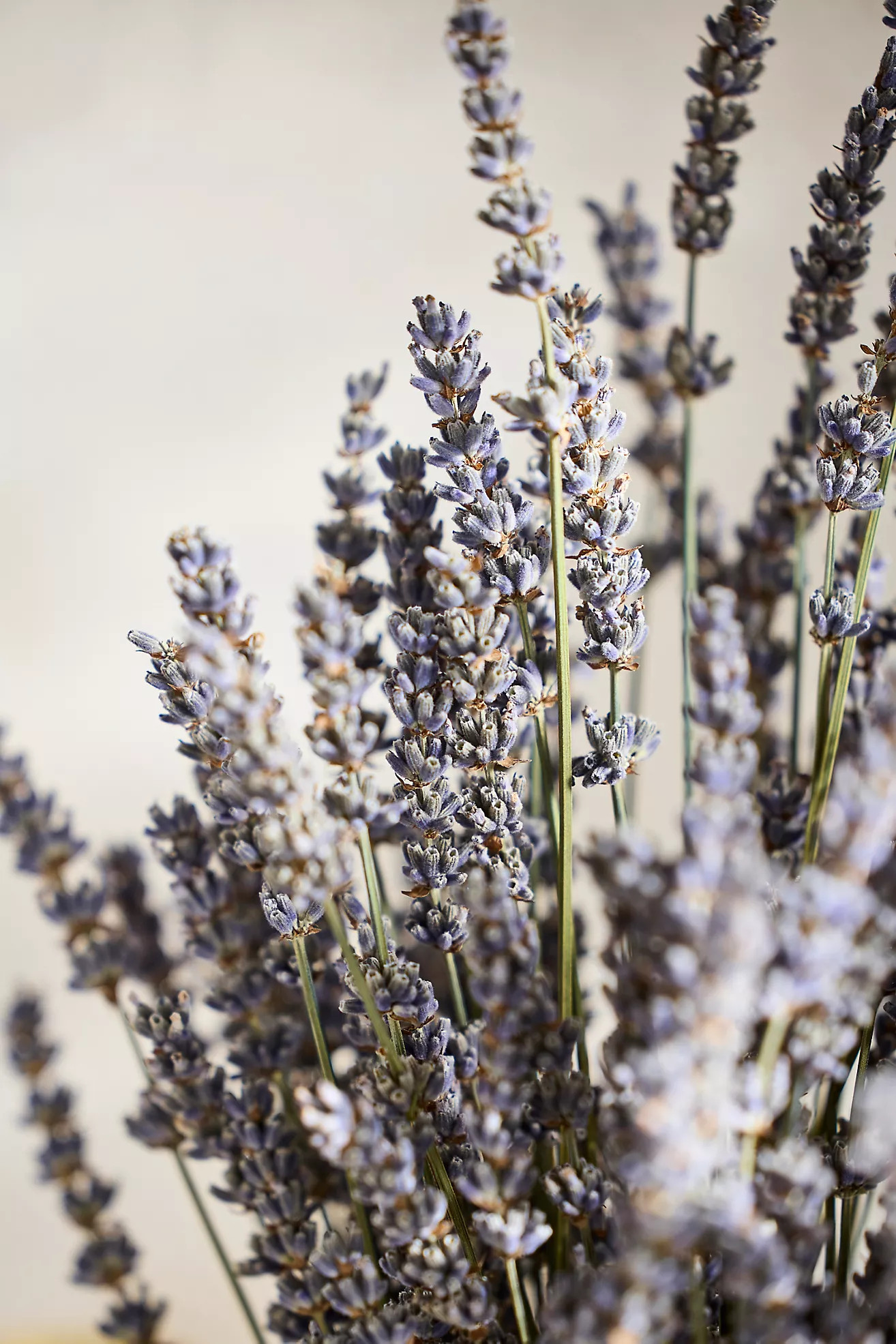 Dried French Lavender Bunch | Anthropologie (US)