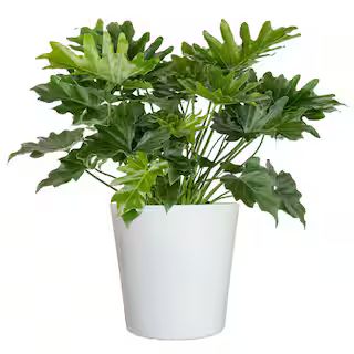 United Nursery Philodendron Selloum Shangri La Live Plant in 10 inch White Decor Pot 74561 - The ... | The Home Depot