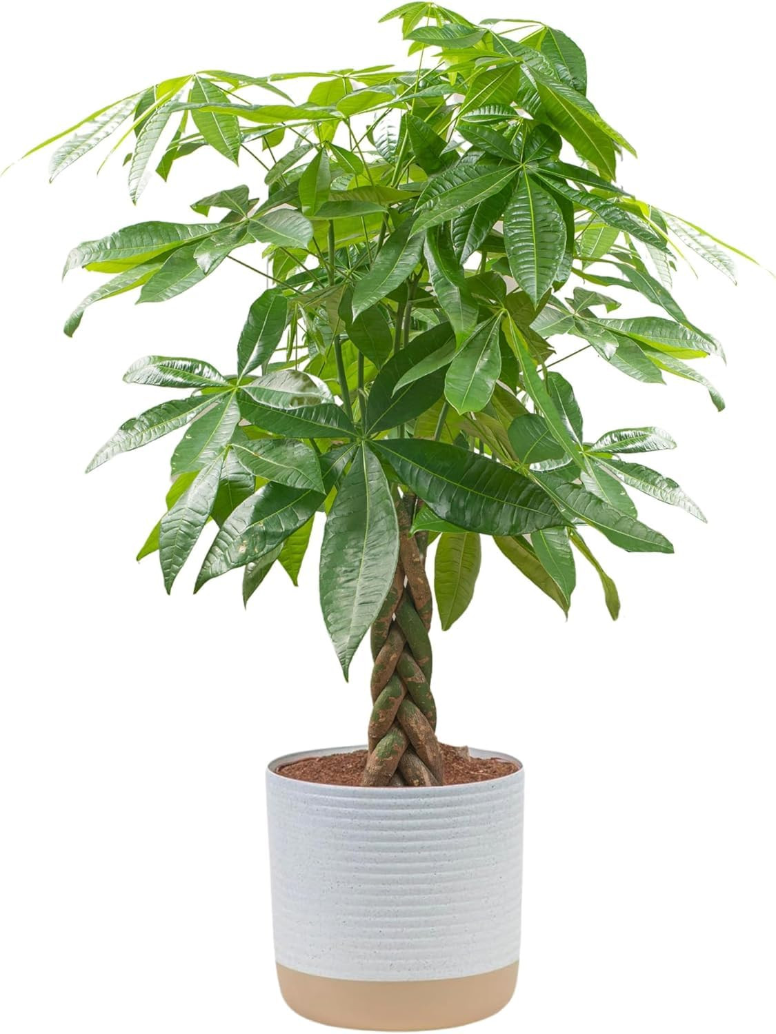 Costa Farms Money Tree Live Plant, Easy to Grow Houseplant Potted in Indoor Garden Pot, Pachira B... | Amazon (US)