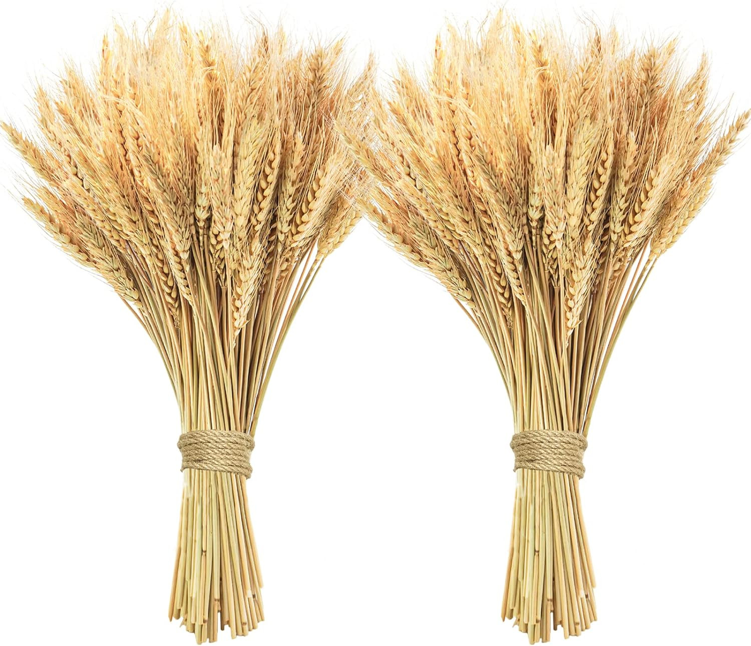 200 Pcs Dried Wheat Stalks, Dried Flowers Natural Wheat for Home Kitchen Office Flowers Arrangement Wedding Table Christmas Farmhouse Boho Party Fall Décor | Amazon (US)
