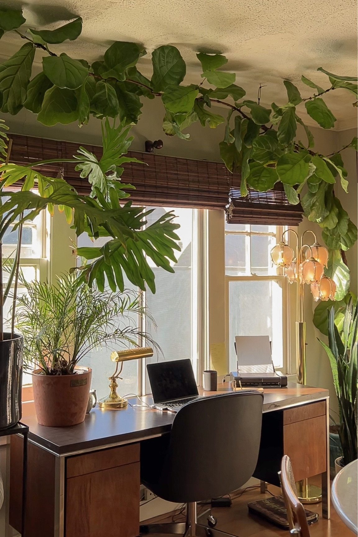 Plants over everything 🌿🪴

#LTKhome