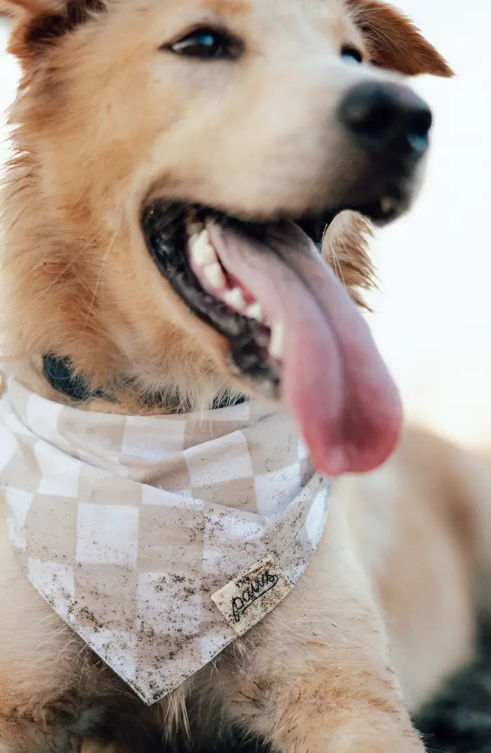Checkers Dog Bandana | Nordstrom