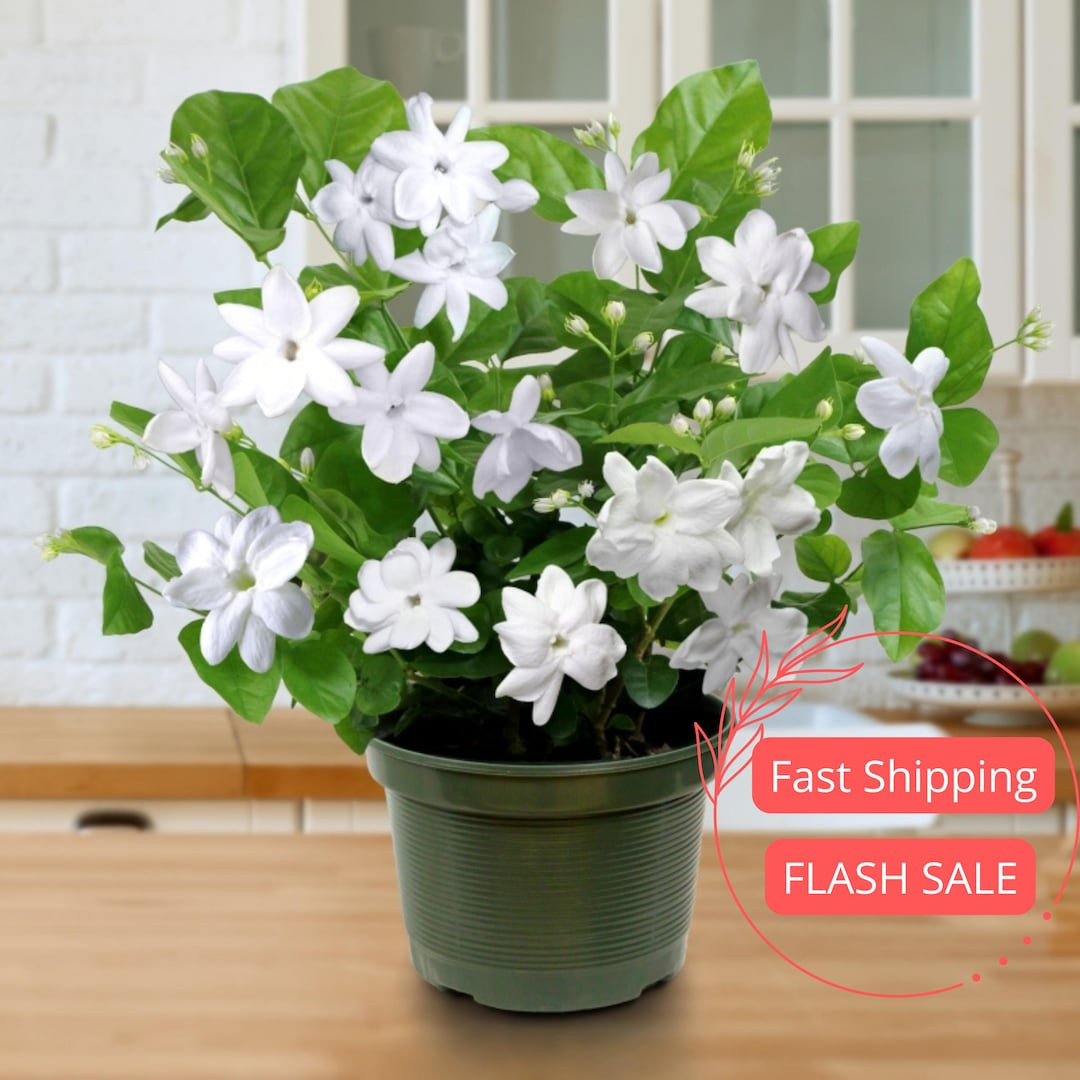 Jasmine Live Plant | Sambac Arabian Jasmine Plants | House Plants for Beginner | Perennial Housep... | Etsy (US)