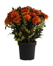 19in uv resistant gerbera in pot | TJ Maxx