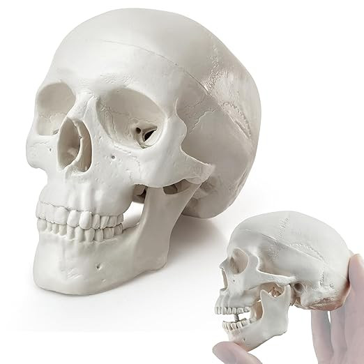 HADWYN 2024 New Mini Human Skull Model, 3 Part Anatomical Skull is 3.5" Tall, with Removable Skul... | Amazon (US)