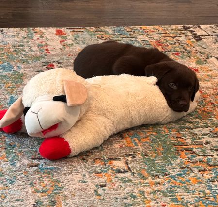The lamp chop dog toy has some special hold on all the dogs. They love to bite it, chew it, shake it and then use it as a pillow. 🐑

#LTKFamily