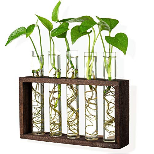 PACDONA 5 Tube Wooden Plant Propagation Station, Tabletop Glass Terrarium Holder for Cuttings Hydroponics, Home Office Desk Decor Gift for Women Mom Plant Lovers, Brown | Amazon (US)