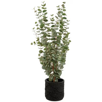 Eucalyptus Plant in Planter | Wayfair North America