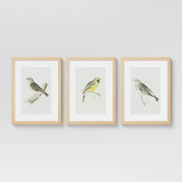 (Set of 3) 12" x 16" Birds Framed Under Glass - Threshold™ | Target