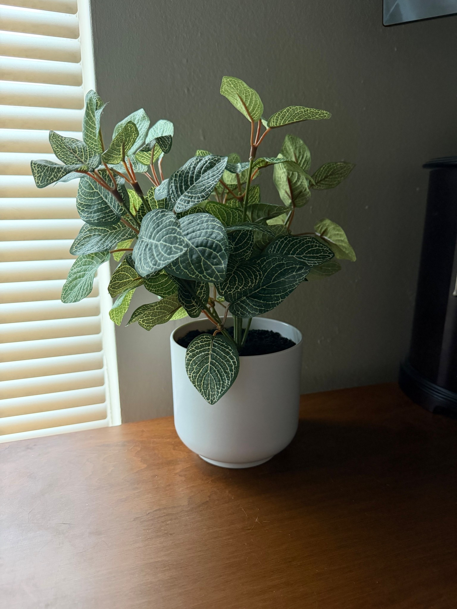 Wanted to add another plant into my bedroom and found this one!

#LTKHome
