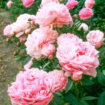 Sarah Bernhardt Peony - Paeonia | Breck's | Brecks