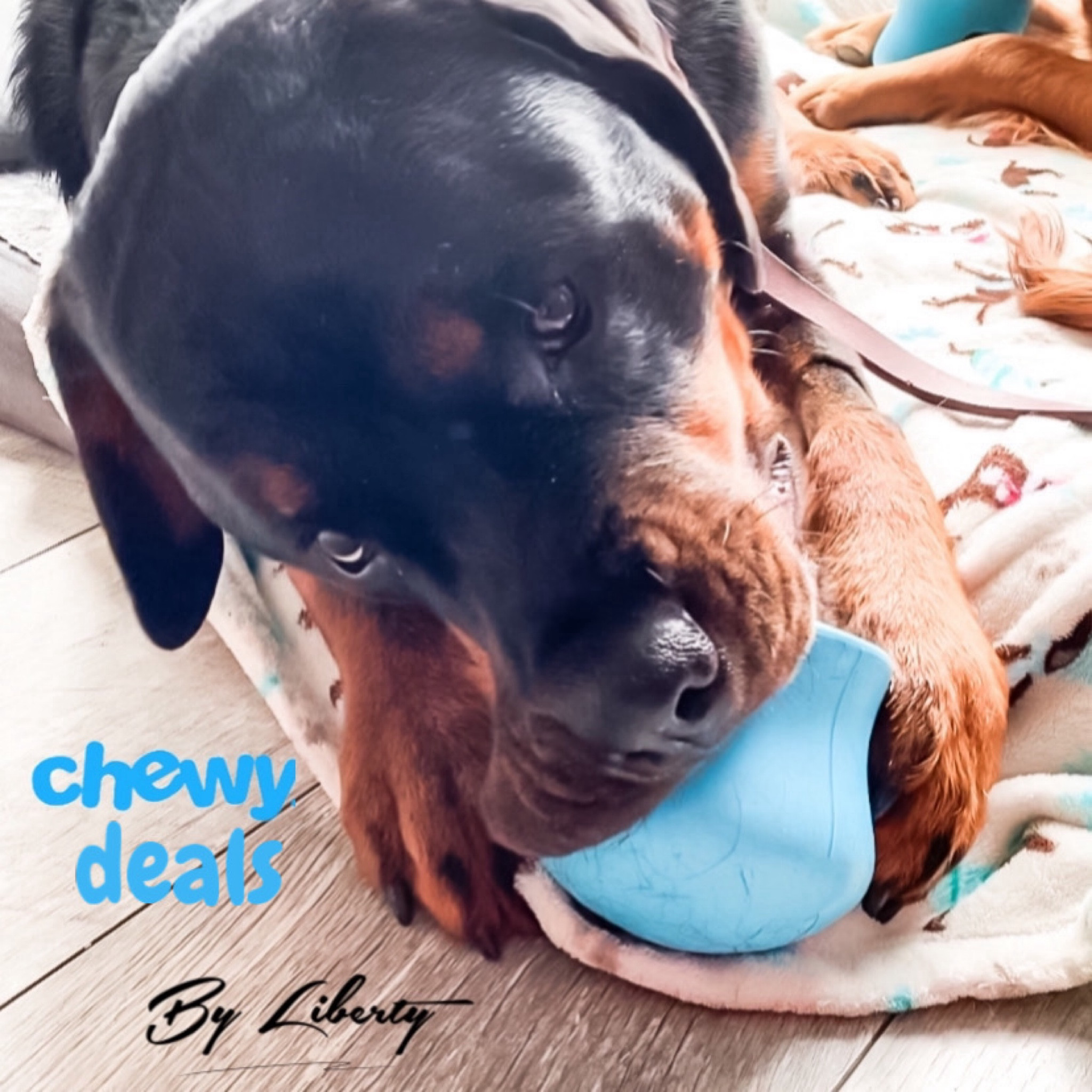 Chewy's Early Black Friday Deals are here + Liberty has picked out a few of her favorites! 

Black Friday Deals | Dog toys | Interactive toys | Bones | Chews | Chewy | Toppl | Treat dispenser 

#LTKCyberWeek #LTKSeasonal #LTKHoliday
