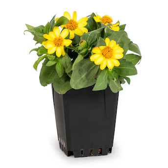 Lowe's Multicolor Zinnia in 1-Pint Pot | Lowe's