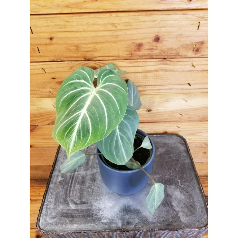 Philodendron Gloriosum Dark form, 4" Plant, The Plant Farm | Walmart (US)