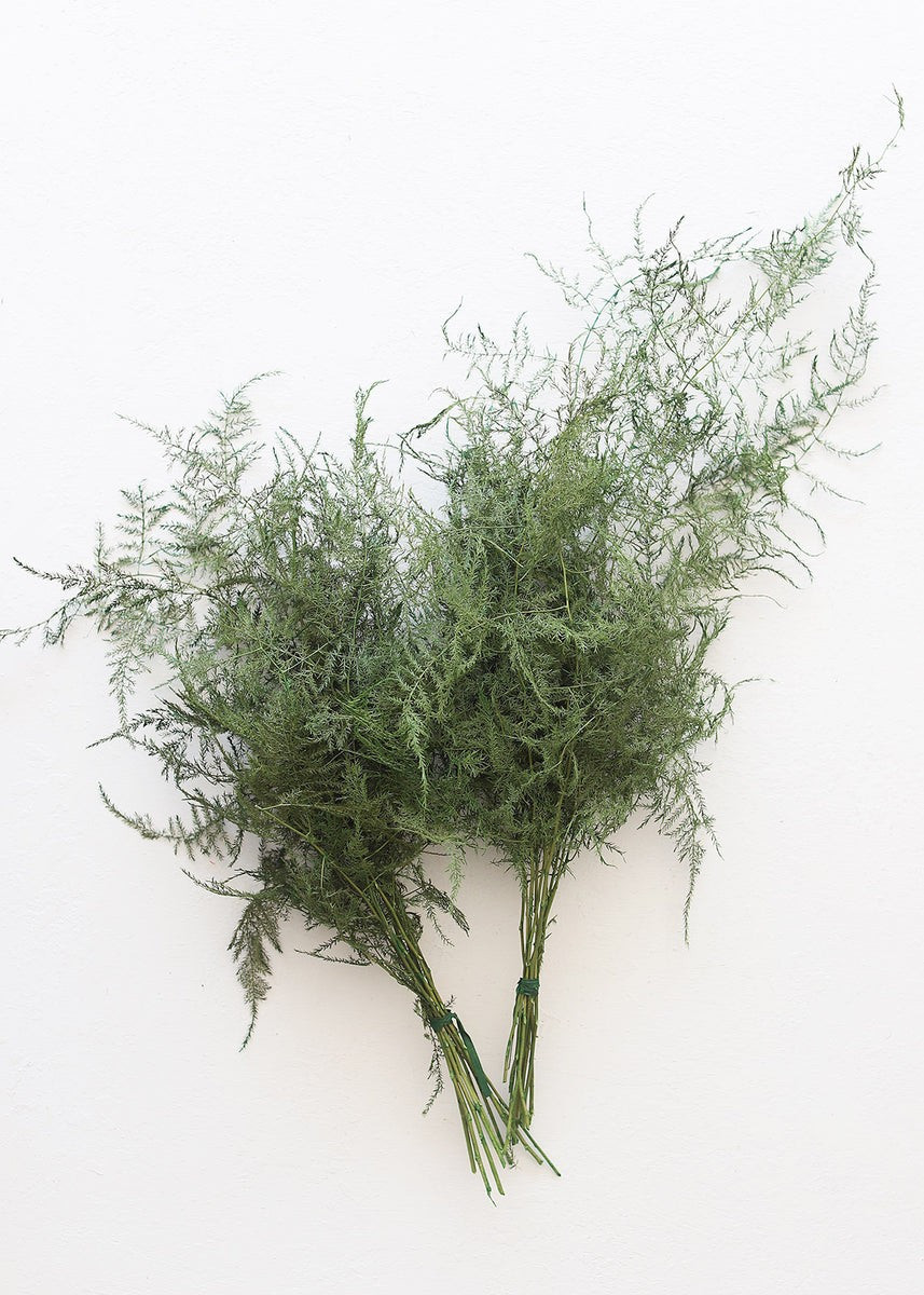 Preserved Asparagus Plumosus Foliage | Afloral (US)