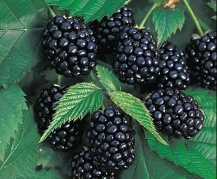 Redeo 2 Chester Thornless BlackBerry Plants, Organically Grown, Best in Zone 5-9. | Amazon (US)
