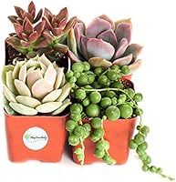 Shop Succulents Good Juju 2" Succulent Collection Plus Free Gift, Pack of 4 | Amazon (US)