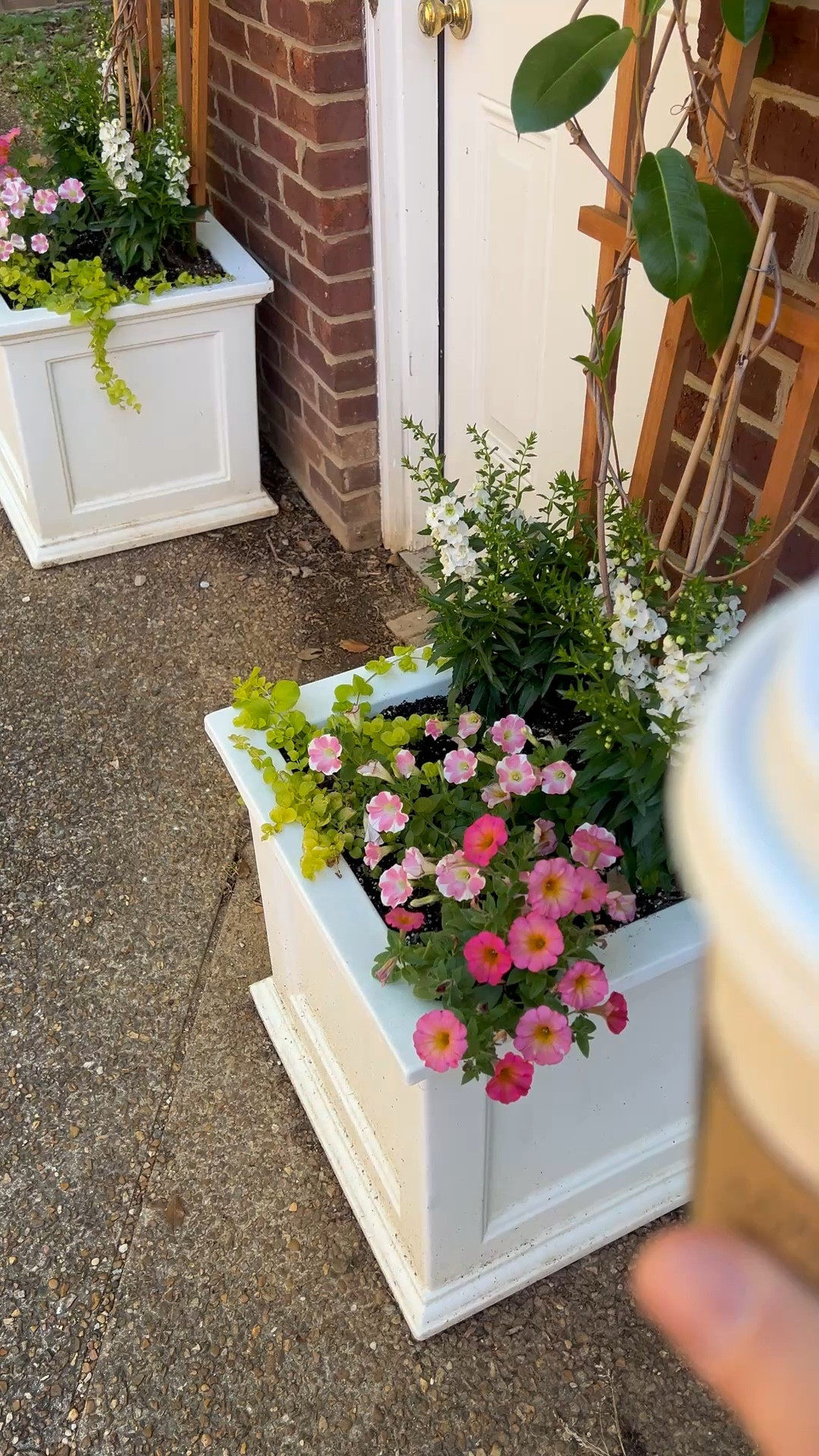 Good morning from me, my coffee and my favorite self-watering planters! I have loved these for several years! You need to water them every other day to the first few weeks until the roots get established, but then in the heat of the summer, you don’t have to water them as much because of the hidden reservoir inside! It’s great! 

#LTKHome #LTKmorningroutine #LTKSeasonal