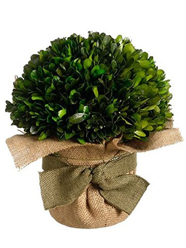 Great Valentine Gifts. Decorative Preserved Boxwood Ball in Terra Cotta Burlap Pot 10.5” | Amazon (US)