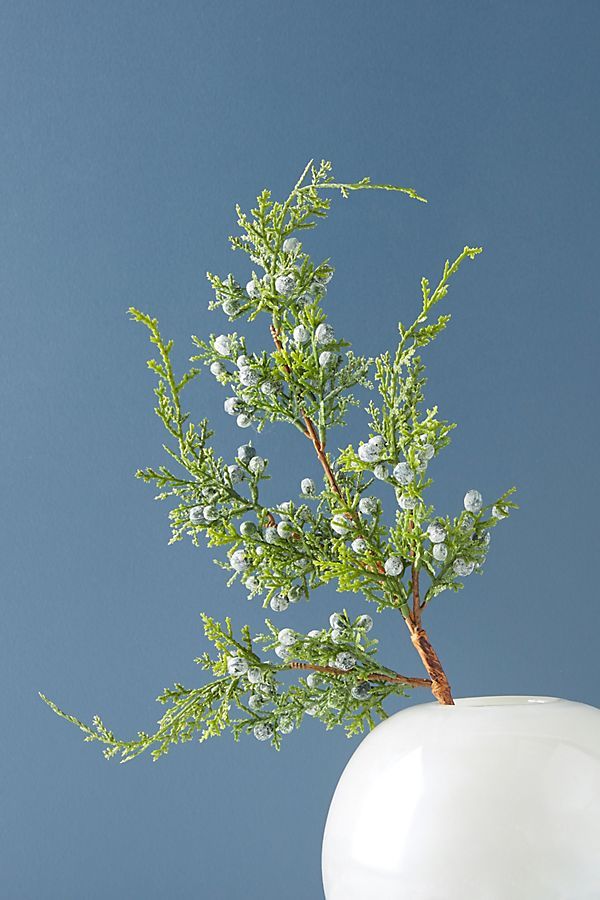 Juniper Branch | Anthropologie (US)